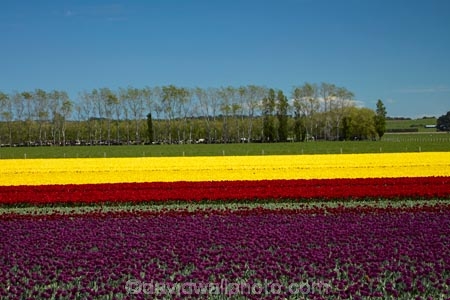 agricultural;agriculture;bloom;blooming;blooms;color;colorful;colour;colourful;country;countryside;crop;crops;Edendale;farm;farming;farmland;farms;field;fields;floral;flower;flower-bed;flower-beds;flower-garden;flower-gardens;flowers;garden;gardens;geometric;growing;horticulture;lilac;line;lines;meadow;meadows;N.Z.;New-Zealand;NZ;paddock;paddocks;pasture;pastures;pattern;patterns;purple;red;red-flowers;red-tulips;row;rows;rural;S.I.;season;seasonal;seasons;SI;South-Is;South-Island;Southland;spring;spring-time;spring_time;springtime;Sth-Is;Triflor;tulip;tulip-field;tulip-fields;tulips;vibrant;violet;yellow;yellow-flowers;yellow-tulips