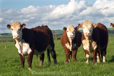 agricultural;agriculture;animal;animals;cattle;country;countryside;cow;cows;dairy;dairy-cow;dairy-cows;farm;farming;farmland;farms;field;fields;fur;gore;grass;grassy;Herbivore;Herbivores;Herbivorous;horticulture;Livestock;mammal;mammals;meadow;meadows;new-zealand;paddock;paddocks;pasture;pastures;rural;south-island;southland;stock