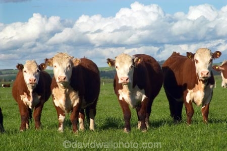 agricultural;agriculture;animal;animals;cattle;country;countryside;cow;cows;dairy;dairy-cow;dairy-cows;farm;farming;farmland;farms;field;fields;fur;gore;grass;grassy;Herbivore;Herbivores;Herbivorous;horticulture;Livestock;mammal;mammals;meadow;meadows;new-zealand;paddock;paddocks;pasture;pastures;rural;south-island;southland;stock