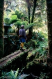 tramper;tramping;hesitate;hesitation;pause;scene;appreciate;appreciation;nature;natural;log;bridge;bridges;mossy;ferns;bush;forest;native;natives;native-bush;guide;tracks;alone;one;person;tourist;beauty;flora;new-zealand;hike;hiking;outdoors;relaxation;pleasure;leisure;man