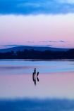 calm;cloud;clouds;dusk;estuaries;estuary;evening;inlet;inlets;Invercargill;lagoon;lagoons;mauve;N.Z.;New-River-Estuary;New-Zealand;night;night_time;nightfall;NZ;Oreti-River;pink;placid;quiet;reflected;reflection;reflections;S.I.;serene;SI;smooth;South-Is;South-Island;Southland;Sth-Is;still;sunset;sunsets;tidal;tidal-estuaries;tidal-estuary;tide;tranquil;twilight;Waihopai-River;water