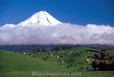 spring;grass;green;fence;fenceline;paddock;paddocks;field;fields;pasture;pastures;meadow;meadows;agriculture;rural;farm;farms;farmer;farming;lush;verdant;cow;cows;milk;mountain;snow;winter;mountains;icon;Mount-Taranaki;Mount-Egmont;taranaki;egmont;mt-taranaki;mt-egmont;mt.-tranaki;mt.-egmont;new-zealand
