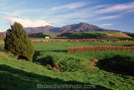 spring;grass;green;fence;fences;fenceline;fence-line;fence_line;farm;farms;farming;farmland;paddock;paddocks;field;fields;pasture;pastures;meadow;meadows;agriculture;rural;taranaki;new-zealand;egmont;mountain;mountains;volcano;volcanoes;snow