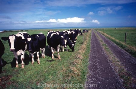 cow;farm;rural;grass;cows;calves;agriculture;farming;farms;pasture;pastures;paddock;paddocks;field;fields;meadow;meadows;black;white;farmscape;rural-scene;fence;wire;beef;stock;road;roads;track;tracks