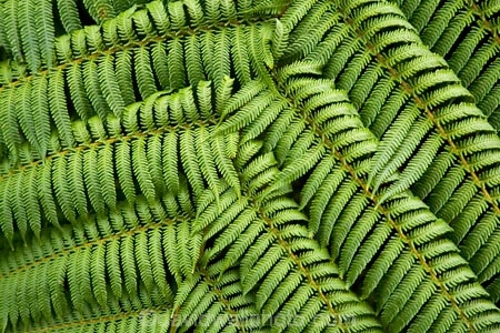 beautiful;beauty;bush;cyathea;endemic;fern;ferns;forest;forests;Forgotten-World-Highway;frond;fronds;green;N.I.;N.Z.;native;native-bush;natives;natural;nature;New-Zealand;NI;North-Island;NZ;ponga;pongas;punga;pungas;rain-forest;rain-forests;rain_forest;rain_forests;rainforest;rainforests;scene;scenic;Stratford-_-Taumarunui-Road;Tangarakau-Gorge;Taranaki;Taumarunui-_-Stratford-Road;The-Forgotten-World-Highway;tree-fern;tree-ferns