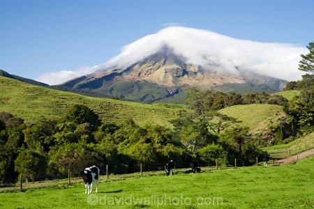 agricultural;agriculture;cattle;cloud;clouds;cloudy;country;countryside;cow;cows;crop;crops;dairy-cow;dairy-cows;dairy-farm;dairy-farms;Egmont-N.P.;Egmont-National-Park;Egmont-NP;farm;farming;farmland;farms;field;fields;horticulture;meadow;meadows;mist;mists;misty;Mount-Egmont;Mount-Taranaki;Mountain;mountainous;mountains;mt;Mt-Egmont;Mt-Taranaki;Mt-Taranaki-Egmont;mt.;Mt.-Egmont;Mt.-Taranaki;N.I.;N.Z.;New-Zealand;NI;North-Island;NZ;paddock;paddocks;pasture;pastures;rural;shroud;shrouded;Taranaki;volcanic;volcano;volcanoes