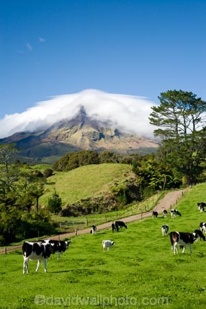 agricultural;agriculture;cattle;cloud;clouds;cloudy;country;countryside;cow;cows;crop;crops;dairy-cow;dairy-cows;dairy-farm;dairy-farms;Egmont-N.P.;Egmont-National-Park;Egmont-NP;farm;farming;farmland;farms;field;fields;horticulture;meadow;meadows;mist;mists;misty;Mount-Egmont;Mount-Taranaki;Mountain;mountainous;mountains;mt;Mt-Egmont;Mt-Taranaki;Mt-Taranaki-Egmont;mt.;Mt.-Egmont;Mt.-Taranaki;N.I.;N.Z.;New-Zealand;NI;North-Island;NZ;paddock;paddocks;pasture;pastures;rural;shroud;shrouded;Taranaki;volcanic;volcano;volcanoes