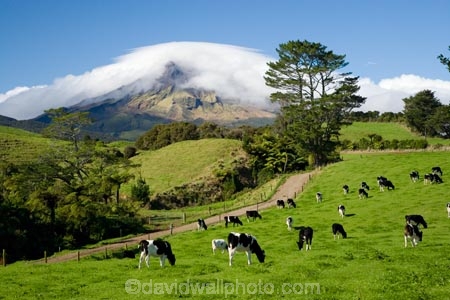agricultural;agriculture;cattle;cloud;clouds;cloudy;country;countryside;cow;cows;crop;crops;dairy-cow;dairy-cows;dairy-farm;dairy-farms;Egmont-N.P.;Egmont-National-Park;Egmont-NP;farm;farming;farmland;farms;field;fields;horticulture;meadow;meadows;mist;mists;misty;Mount-Egmont;Mount-Taranaki;Mountain;mountainous;mountains;mt;Mt-Egmont;Mt-Taranaki;Mt-Taranaki-Egmont;mt.;Mt.-Egmont;Mt.-Taranaki;N.I.;N.Z.;New-Zealand;NI;North-Island;NZ;paddock;paddocks;pasture;pastures;rural;shroud;shrouded;Taranaki;volcanic;volcano;volcanoes