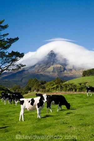 agricultural;agriculture;cattle;cloud;clouds;cloudy;country;countryside;cow;cows;crop;crops;dairy-cow;dairy-cows;dairy-farm;dairy-farms;farm;farming;farmland;farms;field;fields;horticulture;meadow;meadows;mist;mists;misty;N.I.;N.Z.;New-Zealand;NI;North-Island;NZ;paddock;paddocks;pasture;pastures;rural;shroud;shrouded;Taranaki