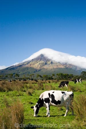 agricultural;agriculture;cattle;cloud;clouds;cloudy;country;countryside;cow;cows;crop;crops;dairy-cow;dairy-cows;dairy-farm;dairy-farms;Egmont-N.P.;Egmont-National-Park;Egmont-NP;farm;farming;farmland;farms;field;fields;horticulture;meadow;meadows;mist;mists;misty;Mount-Egmont;Mount-Taranaki;Mountain;mountainous;mountains;mt;Mt-Egmont;Mt-Taranaki;Mt-Taranaki-Egmont;mt.;Mt.-Egmont;Mt.-Taranaki;N.I.;N.Z.;New-Zealand;NI;North-Island;NZ;paddock;paddocks;pasture;pastures;rural;shroud;shrouded;Taranaki;volcanic;volcano;volcanoes