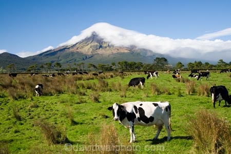 agricultural;agriculture;cattle;cloud;clouds;cloudy;country;countryside;cow;cows;crop;crops;dairy-cow;dairy-cows;dairy-farm;dairy-farms;Egmont-N.P.;Egmont-National-Park;Egmont-NP;farm;farming;farmland;farms;field;fields;horticulture;meadow;meadows;mist;mists;misty;Mount-Egmont;Mount-Taranaki;Mountain;mountainous;mountains;mt;Mt-Egmont;Mt-Taranaki;Mt-Taranaki-Egmont;mt.;Mt.-Egmont;Mt.-Taranaki;N.I.;N.Z.;New-Zealand;NI;North-Island;NZ;paddock;paddocks;pasture;pastures;rural;shroud;shrouded;Taranaki;volcanic;volcano;volcanoes