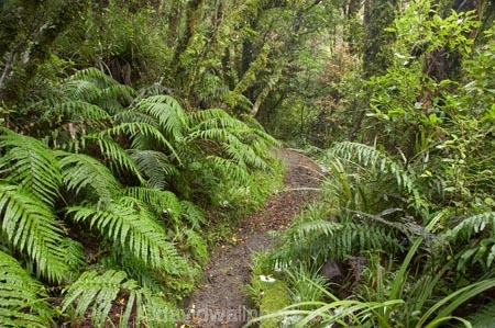 beautiful;beauty;bush;damp;Dawson-Falls;Egmont-N.P.;Egmont-National-Park;Egmont-NP;endemic;fern;ferns;footpath;footpaths;forest;forests;frond;fronds;green;lichen;lichens;lush;moss;mosses;Mount-Egmont;Mount-Taranaki;Mount-Taranaki-Egmont;Mt-Egmont;Mt-Taranaki;Mt-Taranaki-Egmont;Mt.-Egmont;Mt.-Taranaki;Mt.-Taranaki-Egmont;N.I.;N.Z.;native;native-bush;natives;natural;nature;New-Zealand;NI;North-Is;North-Is.;North-Island;NZ;rain-forest;rain-forests;rain_forest;rain_forests;rainforest;rainforests;scene;scenic;Taranaki;timber;track;tracks;tree;tree-trunk;tree-trunks;trees;trunk;trunks;verdant;Walking-Track;walking-tracks;wood;woods