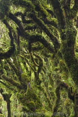 beautiful;beauty;bush;damp;Dawson-Falls;Egmont-N.P.;Egmont-National-Park;Egmont-NP;endemic;fern;ferns;forest;forests;frond;fronds;green;lichen;lichens;lush;moss;mosses;Mount-Egmont;Mount-Taranaki;Mount-Taranaki-Egmont;Mt-Egmont;Mt-Taranaki;Mt-Taranaki-Egmont;Mt.-Egmont;Mt.-Taranaki;Mt.-Taranaki-Egmont;N.I.;N.Z.;native;native-bush;natives;natural;nature;New-Zealand;NI;North-Is;North-Is.;North-Island;NZ;rain-forest;rain-forests;rain_forest;rain_forests;rainforest;rainforests;scene;scenic;Taranaki;timber;tree;tree-trunk;tree-trunks;trees;trunk;trunks;verdant;wood;woods