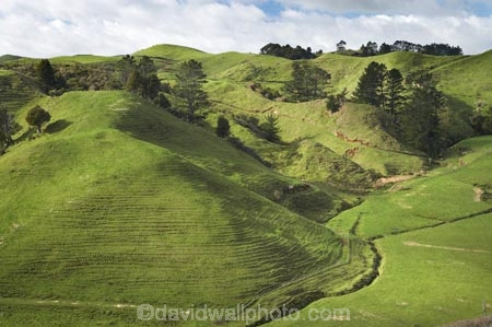 agricultural;agriculture;country;countryside;dairy-farm;dairy-farming;dairy-farms;farm;farming;farmland;farms;field;fields;grassy;green-grass;Inglewood;Kaimata;meadow;meadows;N.I.;N.Z.;New-Zealand;NI;North-Is;North-Is.;North-Island;NZ;paddock;paddocks;pasture;pastures;Ratapiko;rural;Taranaki