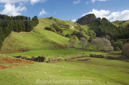 agricultural;agriculture;animal;animals;cattle;country;countryside;cow;cows;dairy;dairy-cow;dairy-cows;dairy-farm;dairy-farming;dairy-farms;farm;farming;farmland;farms;field;fields;grass;grassy;green-grass;Herbivore;Herbivores;Herbivorous;Inglewood;Kaimata;Livestock;mammal;mammals;meadow;meadows;N.I.;N.Z.;new-zealand;NI;North-Is;North-Is.;North-Island;NZ;paddock;paddocks;pasture;pastures;Ratapiko;rural;sheep;stock;Taranaki