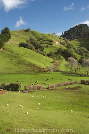 agricultural;agriculture;animal;animals;cattle;country;countryside;cow;cows;dairy;dairy-cow;dairy-cows;dairy-farm;dairy-farming;dairy-farms;farm;farming;farmland;farms;field;fields;grass;grassy;green-grass;Herbivore;Herbivores;Herbivorous;Inglewood;Kaimata;Livestock;mammal;mammals;meadow;meadows;N.I.;N.Z.;new-zealand;NI;North-Is;North-Is.;North-Island;NZ;paddock;paddocks;pasture;pastures;Ratapiko;rural;sheep;stock;Taranaki
