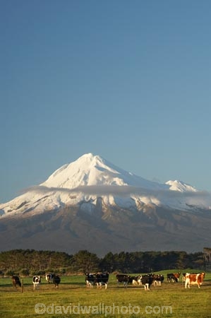 agricultural;agriculture;animal;animals;calves;cattle;cloud;clouds;country;countryside;cow;cows;dairy;dairy-cow;dairy-cows;dairy-farm;dairy-farming;dairy-farms;farm;farming;farmland;farms;field;fields;grass;grassy;Herbivore;Herbivores;Herbivorous;Livestock;mammal;mammals;meadow;meadows;Mount-Egmont;Mount-Taranaki;Mount-Taranaki-Egmont;Mountain;mountainous;mountains;mt;Mt-Egmont;Mt-Taranaki;Mt-Taranaki-Egmont;mt.;Mt.-Egmont;Mt.-Taranaki;Mt.-Taranaki-Egmont;N.I.;N.Z.;new-zealand;NI;North-Is;North-Is.;North-Island;NZ;Opunake;paddock;paddocks;pasture;pastures;rural;season;seasonal;seasons;snow;south-island;stock;Taranaki;volcanic;volcano;volcanoes;winter