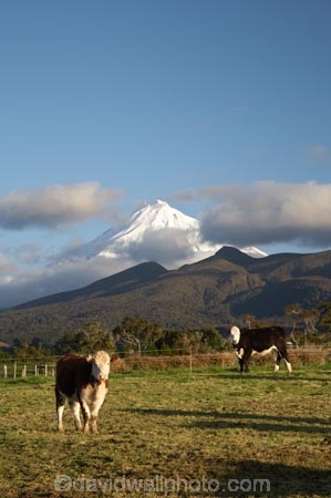 agricultural;agriculture;animal;animals;calves;cattle;cloud;clouds;country;countryside;cow;cows;dairy;dairy-cow;dairy-cows;dairy-farm;dairy-farming;dairy-farms;farm;farming;farmland;farms;field;fields;grass;grassy;Herbivore;Herbivores;Herbivorous;Livestock;mammal;mammals;meadow;meadows;Mount-Egmont;Mount-Taranaki;Mount-Taranaki-Egmont;Mountain;mountainous;mountains;mt;Mt-Egmont;Mt-Taranaki;Mt-Taranaki-Egmont;mt.;Mt.-Egmont;Mt.-Taranaki;Mt.-Taranaki-Egmont;N.I.;N.Z.;new-zealand;NI;North-Is;North-Is.;North-Island;NZ;paddock;paddocks;pasture;pastures;rural;season;seasonal;seasons;snow;south-island;stock;Taranaki;volcanic;volcano;volcanoes;winter