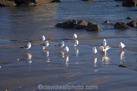 beach;beaches;bird;birds;coast;coastal;coastline;coastlines;coasts;Feather;N.I.;N.Z.;Natural;Nature;New-Plymouth;New-Zealand;NI;North-Is;North-Is.;North-Island;NZ;ocean;Ornithology;Port-Taranaki;sand;sandy;sea;seagull;seagulls;shore;shoreline;shorelines;shores;Taranaki;water;wild;Wildlife