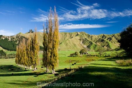 agricultural;agriculture;autuminal;autumn;autumn-colour;autumn-colours;autumnal;color;colors;colour;colours;country;countryside;deciduous;fall;farm;farming;farmland;farms;field;fields;Kakatahi;leaf;leaves;Mangawhero-Valley;meadow;meadows;N.I.;N.Z.;New-Zealand;NI;North-Island;NZ;paddock;paddocks;pasture;pastures;poplar;poplar-tree;poplar-trees;poplars;rural;season;seasonal;seasons;tree;trees;Wanganui;Wanganui-Region