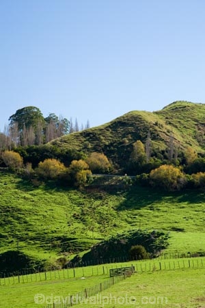 agricultural;agriculture;autuminal;autumn;autumn-colour;autumn-colours;autumnal;color;colors;colour;colours;country;countryside;deciduous;fall;farm;farming;farmland;farms;field;fields;leaf;leaves;meadow;meadows;N.I.;N.Z.;New-Zealand;NI;North-Island;NZ;paddock;paddocks;pasture;pastures;rural;season;seasonal;seasons;State-Highway-4;tree;trees;Wanganui;Wanganui-_-Raetihi-Road;Wanganui-Region