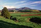 spring;grass;green;fence;fences;fenceline;fence-line;fence_line;farm;farms;farming;farmland;paddock;paddocks;field;fields;pasture;pastures;meadow;meadows;agriculture;rural;taranaki;new-zealand;egmont;mountain;mountains;volcano;volcanoes;snow