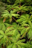 beautiful;beauty;bush;cyathea;endemic;fern;ferns;forest;forests;Forgotten-World-Highway;frond;fronds;green;N.I.;N.Z.;native;native-bush;natives;natural;nature;New-Zealand;NI;North-Island;NZ;ponga;pongas;punga;pungas;rain-forest;rain-forests;rain_forest;rain_forests;rainforest;rainforests;scene;scenic;Stratford-_-Taumarunui-Road;Tangarakau-Gorge;Taranaki;Taumarunui-_-Stratford-Road;The-Forgotten-World-Highway;tree-fern;tree-ferns