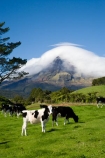 agricultural;agriculture;cattle;cloud;clouds;cloudy;country;countryside;cow;cows;crop;crops;dairy-cow;dairy-cows;dairy-farm;dairy-farms;farm;farming;farmland;farms;field;fields;horticulture;meadow;meadows;mist;mists;misty;N.I.;N.Z.;New-Zealand;NI;North-Island;NZ;paddock;paddocks;pasture;pastures;rural;shroud;shrouded;Taranaki