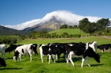 agricultural;agriculture;cattle;cloud;clouds;cloudy;country;countryside;cow;cows;crop;crops;dairy-cow;dairy-cows;dairy-farm;dairy-farms;farm;farming;farmland;farms;field;fields;horticulture;meadow;meadows;mist;mists;misty;N.I.;N.Z.;New-Zealand;NI;North-Island;NZ;paddock;paddocks;pasture;pastures;rural;shroud;shrouded;Taranaki