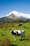 agricultural;agriculture;cattle;cloud;clouds;cloudy;country;countryside;cow;cows;crop;crops;dairy-cow;dairy-cows;dairy-farm;dairy-farms;Egmont-N.P.;Egmont-National-Park;Egmont-NP;farm;farming;farmland;farms;field;fields;horticulture;meadow;meadows;mist;mists;misty;Mount-Egmont;Mount-Taranaki;Mountain;mountainous;mountains;mt;Mt-Egmont;Mt-Taranaki;Mt-Taranaki-Egmont;mt.;Mt.-Egmont;Mt.-Taranaki;N.I.;N.Z.;New-Zealand;NI;North-Island;NZ;paddock;paddocks;pasture;pastures;rural;shroud;shrouded;Taranaki;volcanic;volcano;volcanoes