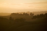 afternoon;evening;Last-Light;late-afternoon;N.I.;N.Z.;New-Zealand;NI;North-Island;NZ;sunset;tree;Trees;twilight;Wanganui;Wanganui-Region;wind-break;wind-breaks