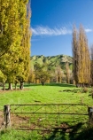 agricultural;agriculture;autuminal;autumn;autumn-colour;autumn-colours;autumnal;color;colors;colour;colours;country;countryside;deciduous;fall;farm;farming;farmland;farms;field;fields;Kakatahi;leaf;leaves;Mangawhero-Valley;meadow;meadows;N.I.;N.Z.;New-Zealand;NI;North-Island;NZ;paddock;paddocks;pasture;pastures;poplar;poplar-tree;poplar-trees;poplars;rural;season;seasonal;seasons;tree;trees;Wanganui;Wanganui-Region