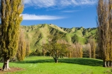 agricultural;agriculture;autuminal;autumn;autumn-colour;autumn-colours;autumnal;color;colors;colour;colours;country;countryside;deciduous;fall;farm;farming;farmland;farms;field;fields;Kakatahi;leaf;leaves;Mangawhero-Valley;meadow;meadows;N.I.;N.Z.;New-Zealand;NI;North-Island;NZ;paddock;paddocks;pasture;pastures;poplar;poplar-tree;poplar-trees;poplars;rural;season;seasonal;seasons;tree;trees;Wanganui;Wanganui-Region