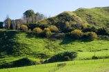 agricultural;agriculture;autuminal;autumn;autumn-colour;autumn-colours;autumnal;color;colors;colour;colours;country;countryside;deciduous;fall;farm;farming;farmland;farms;field;fields;leaf;leaves;meadow;meadows;N.I.;N.Z.;New-Zealand;NI;North-Island;NZ;paddock;paddocks;pasture;pastures;rural;season;seasonal;seasons;State-Highway-4;tree;trees;Wanganui;Wanganui-_-Raetihi-Road;Wanganui-Region