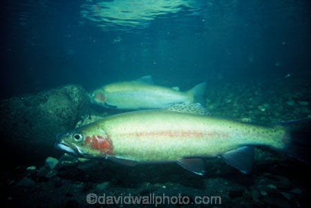 fish;fisher;fisherman;fishermen;fisherwoman;fly;fresh;freshwater;lake;line;rainbow;reel;rod;stream;taupo;trout