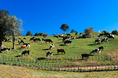 agriculture;black;cow;cows;dairy;farm;farming;farms;field;fields;grass;meadow;meadows;milk;milking;paddock;paddocks;pasture;rural;white