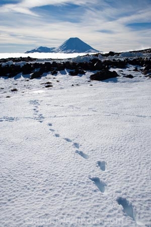 alpine;central-plateau;cold;foot-print;foot-prints;foot-step;foot-steps;foot-trail;foot-trails;footprint;footprints;footstep;footsteps;freeze;freezing;Mount-Ngauruhoe;Mountain;mountainous;mountains;mt;Mt-Ngauruhoe;Mt-Ruapehu;mt.;Mt.-Ngauruhoe;N.I.;N.Z.;New-Zealand;NI;North-Island;NZ;ruapehu-district;Scoria-Flat;Scoria-Flats;season;seasonal;seasons;snow;snowing;snowy;Tongariro-N.P.;Tongariro-National-Park;Tongariro-NP;track;tracks;trail;trails;volcanic;volcanic-plateau;volcano;volcanoes;white;winter;wintery;World-Heritage-Area;World-Heritage-Areas;World-Heritage-Site;World-Heritage-Sites