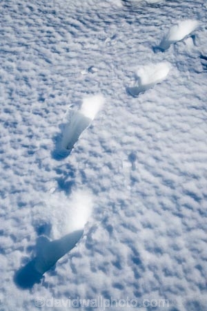 alpine;central-plateau;cold;foot-print;foot-prints;foot-step;foot-steps;foot-trail;foot-trails;footprint;footprints;footstep;footsteps;freeze;freezing;hole;holes;Mount-Ruapehu;Mountain;mountainous;mountains;mt;Mt-Ruapehu;mt.;Mt.-Ruapehu;N.I.;N.Z.;New-Zealand;NI;North-Island;NZ;ruapehu-district;Scoria-Flat;Scoria-Flats;season;seasonal;seasons;snow;snowing;snowy;Tongariro-N.P.;Tongariro-National-Park;Tongariro-NP;track;tracks;trail;trails;volcanic;volcanic-plateau;volcano;volcanoes;white;winter;wintery;World-Heritage-Area;World-Heritage-Areas;World-Heritage-Site;World-Heritage-Sites