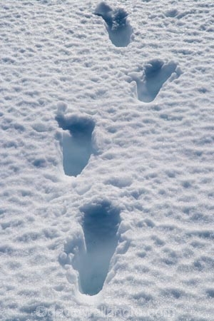 alpine;central-plateau;cold;foot-print;foot-prints;foot-step;foot-steps;foot-trail;foot-trails;footprint;footprints;footstep;footsteps;freeze;freezing;hole;holes;Mount-Ruapehu;Mountain;mountainous;mountains;mt;Mt-Ruapehu;mt.;Mt.-Ruapehu;N.I.;N.Z.;New-Zealand;NI;North-Island;NZ;ruapehu-district;Scoria-Flat;Scoria-Flats;season;seasonal;seasons;snow;snowing;snowy;Tongariro-N.P.;Tongariro-National-Park;Tongariro-NP;track;tracks;trail;trails;volcanic;volcanic-plateau;volcano;volcanoes;white;winter;wintery;World-Heritage-Area;World-Heritage-Areas;World-Heritage-Site;World-Heritage-Sites