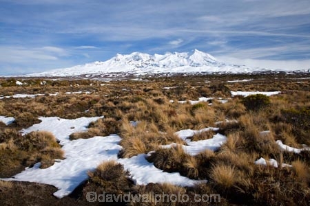 alpine;alpine-plants;central-plateau;cold;desert;Desert-Raod;deserts;freeze;freezing;Mount-Ruapehu;Mountain;mountainous;mountains;mt;Mt-Ruapehu;mt.;Mt.-Ruapehu;N.I.;N.Z.;New-Zealand;NI;North-Island;NZ;Rangipo-Desert;ruapehu-district;season;seasonal;seasons;snow;snowing;snowy;Tongariro-N.P.;Tongariro-National-Park;Tongariro-NP;Turkino-Road;tussock;tussocks;volcanic;volcanic-plateau;volcano;volcanoes;white;winter;wintery;World-Heritage-Area;World-Heritage-Areas;World-Heritage-Site;World-Heritage-Sites