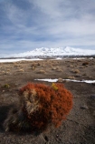 alpine-plant;alpine-plants;central-plateau;cold;desert;Desert-Raod;deserts;freeze;freezing;Mount-Ruapehu;Mountain;mountainous;mountains;mt;Mt-Ruapehu;mt.;Mt.-Ruapehu;N.I.;N.Z.;New-Zealand;NI;North-Island;NZ;Rangipo-Desert;ruapehu-district;season;seasonal;seasons;snow;snowing;snowy;Tongariro-N.P.;Tongariro-National-Park;Tongariro-NP;Turkino-Road;volcanic;volcanic-plateau;volcano;volcanoes;white;winter;wintery;World-Heritage-Area;World-Heritage-Areas;World-Heritage-Site;World-Heritage-Sites