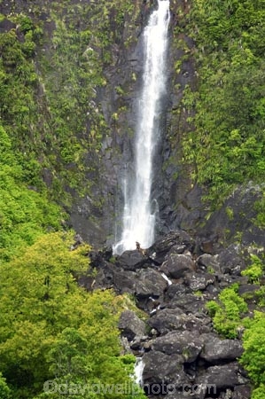beautiful;beauty;blow;blowing;brook;brooks;bush;cascade;cascades;creek;creeks;doc;endemic;falls;fern;ferns;forest;forests;green;gust;gusty;hiking-track;hiking-tracks;Kaimai-Ranges;lush;Matamata;moss;native;native-bush;native-forest;natives;natural;nature;New-Zealand;north-is.;north-island;northland;rain-forest;rain-forests;rain_forest;rain_forests;rainforest;rainforests;rapid;rapids;river;rivers;scene;scenic;stream;streams;strong-wind;timber;tracks;tree;trees;verdant;Waikato;Wairere-Falls;Wairere-Falls-Scenic-Reserve;wairere-stream;walking-track;walking-tracks;water;water-fall;water-falls;waterfall;waterfalls;wet;wind;windy;wood;woods