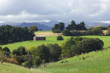 agricultural;agriculture;animal;animals;country;countryside;deer;farm;farming;farmland;farms;field;fields;grass;grassy;Herbivore;Herbivores;Herbivorous;Livestock;mammal;mammals;meadow;meadows;N.I.;N.Z.;new-zealand;NI;North-Island;NZ;paddock;paddocks;pasture;pastures;rural;stock;Te-Kauwhata;Waikato