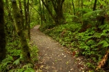 bush;green-lush;N.Z.;native-bush;native-forest;New-Zealand;North-Is;North-Island;Nth-Is;NZ;track;tracks;verdant;Waikato;Waikato-Region;Waitomo-District;walking-track;walking-tracks