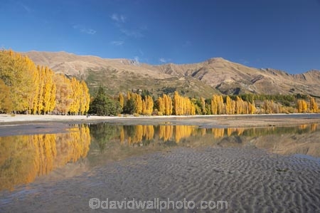 autuminal;autumn;autumn-colour;autumn-colours;autumnal;calm;Central-Otago;color;colors;colour;colours;deciduous;fall;golden;lake;Lake-Wanaka;lakes;leaf;leaves;Mount-Alpha;Mt-Alpha;Mt.-Alpha;N.Z.;New-Zealand;NZ;Otago;placid;poplar;poplar-tree;poplar-trees;poplars;quiet;reflection;reflections;S.I.;season;seasonal;seasons;serene;SI;smooth;South-Is.;South-Island;Southern-Lakes;Southern-Lakes-District;Southern-Lakes-Region;still;tranquil;tree;trees;Wanaka;water;yellow