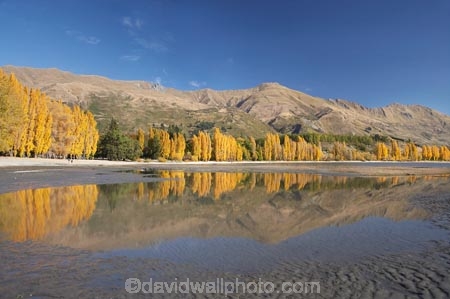 autuminal;autumn;autumn-colour;autumn-colours;autumnal;calm;Central-Otago;color;colors;colour;colours;deciduous;fall;golden;lake;Lake-Wanaka;lakes;Mount-Alpha;Mt-Alpha;Mt.-Alpha;N.Z.;New-Zealand;NZ;Otago;placid;poplar;poplar-tree;poplar-trees;poplars;quiet;reflection;reflections;S.I.;season;seasonal;seasons;serene;SI;smooth;South-Is.;South-Island;Southern-Lakes;Southern-Lakes-District;Southern-Lakes-Region;still;tranquil;tree;trees;Wanaka;water;yellow