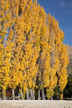 autuminal;autumn;autumn-colour;autumn-colours;autumnal;Central-Otago;color;colors;colour;colours;deciduous;fall;golden;lake;Lake-Wanaka;lakes;leaf;leaves;N.Z.;New-Zealand;NZ;Otago;poplar;poplar-tree;poplar-trees;poplars;S.I.;season;seasonal;seasons;SI;South-Is.;South-Island;Southern-Lakes;Southern-Lakes-District;Southern-Lakes-Region;tree;trees;Wanaka;yellow