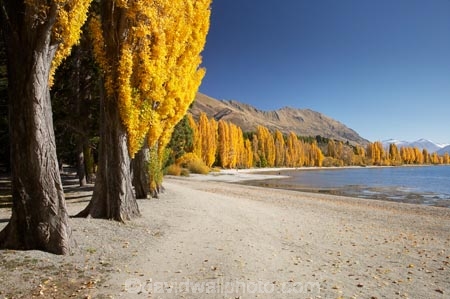 autuminal;autumn;autumn-colour;autumn-colours;autumnal;Central-Otago;color;colors;colour;colours;deciduous;fall;golden;lake;Lake-Wanaka;lakes;leaf;leaves;Mount-Alpha;Mt-Alpha;Mt.-Alpha;N.Z.;New-Zealand;NZ;Otago;poplar;poplar-tree;poplar-trees;poplars;Roys-Peak;S.I.;season;seasonal;seasons;SI;South-Is.;South-Island;Southern-Lakes;Southern-Lakes-District;Southern-Lakes-Region;tree;trees;Wanaka;yellow