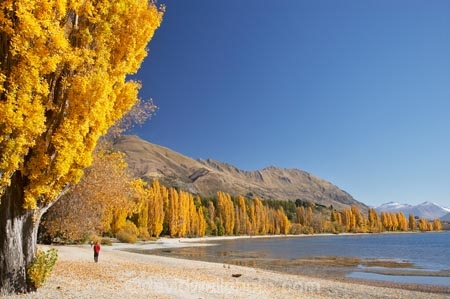 autuminal;autumn;autumn-colour;autumn-colours;autumnal;Central-Otago;color;colors;colour;colours;deciduous;fall;golden;lake;Lake-Wanaka;lakes;leaf;leaves;man;Mount-Alpha;Mt-Alpha;Mt.-Alpha;N.Z.;New-Zealand;NZ;Otago;people;person;poplar;poplar-tree;poplar-trees;poplars;Roys-Peak;S.I.;season;seasonal;seasons;SI;South-Is.;South-Island;Southern-Lakes;Southern-Lakes-District;Southern-Lakes-Region;tree;trees;Wanaka;yellow