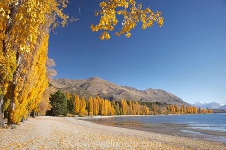 autuminal;autumn;autumn-colour;autumn-colours;autumnal;Central-Otago;color;colors;colour;colours;deciduous;fall;golden;lake;Lake-Wanaka;lakes;leaf;leaves;Mount-Alpha;Mt-Alpha;Mt.-Alpha;N.Z.;New-Zealand;NZ;Otago;poplar;poplar-tree;poplar-trees;poplars;Roys-Peak;S.I.;season;seasonal;seasons;SI;South-Is.;South-Island;Southern-Lakes;Southern-Lakes-District;Southern-Lakes-Region;tree;trees;Wanaka;yellow